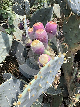 Cactus with purple flowers up close macro