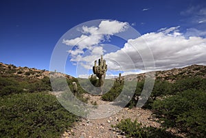 The cactus of Quebrada de Humahuaca, Argentina