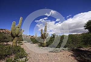 The cactus of Quebrada de Humahuaca, Argentina