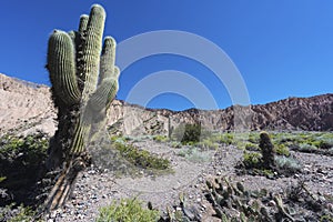 Cactus Quebrada de Humahuaca in Jujuy, Argentina