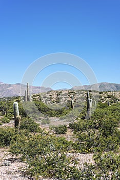 Cactus on Quebrada de Humahuaca in Jujuy, Argentina.