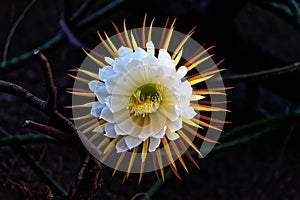 Cactus queen of the night. Night-blooming cereus Latin name Selenicereus grandiflorus photo