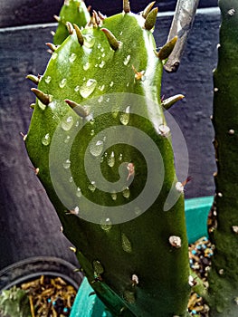 Cactus with rain in the Amazing weekdays