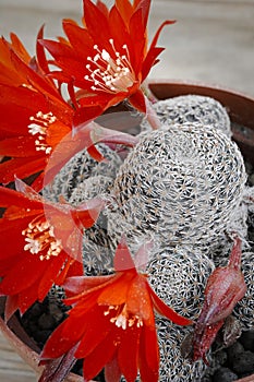 Cactus rebutia heliosa with red flowers photo