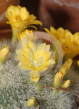 Cactus - Rebutia minuscula photo