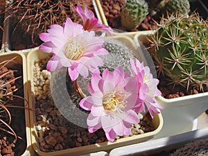 Cactus Rebutia narvaecensis with beautiful flowers photo