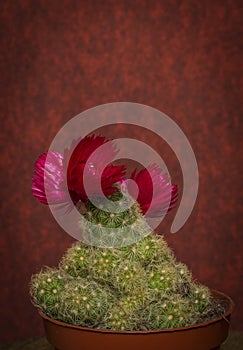 Cactus with red bloom and red background