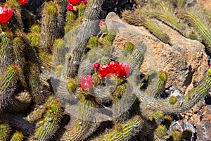 Cactus with red blossom in Jardin de Cactus by Cesar Manrique on canary island Lanzarote