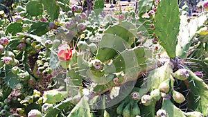 Cactus with a red blossom on top