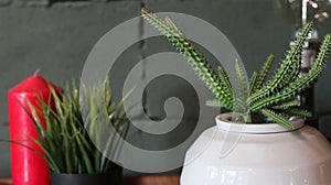 Cactus with red candles on the table