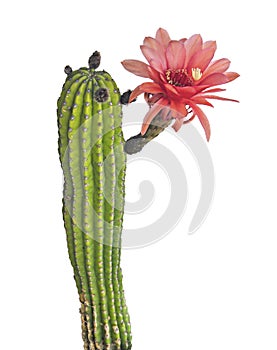 Cactus with red flower isolated on white