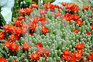 Cactus red flowers photo