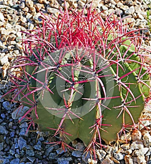 Cactus with Red Needle Clusters