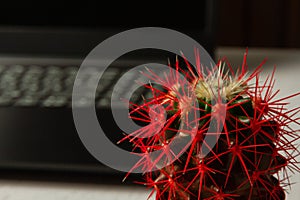 Cactus with red needles on the background of a laptop standing on a white table