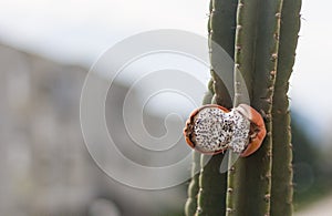 Cactus red open fruit on plant