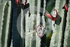 Cactus red open fruit on plant detail