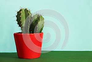 Cactus in a red pot in front of a blue background