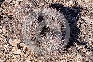 Cactus in Red Rock Conservation Area, Nevada, USA