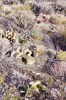 Cactus in Red Rock Conservation Area, Nevada, USA