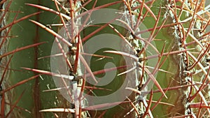 Cactus with red thorns