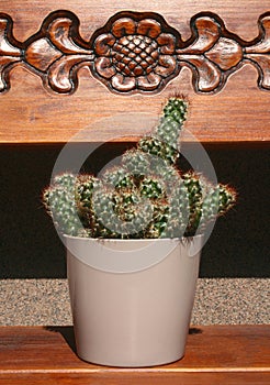 Cactus with red thorns in a pot on a wooden shelf. One of the many species of cacti of the Echinocereus family