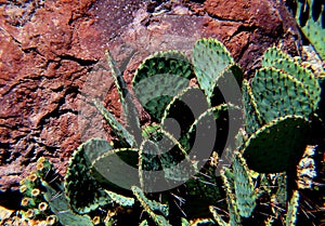 Cactus with Red Vulcanic Rock photo