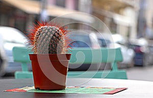 Cactus on a restaurant table