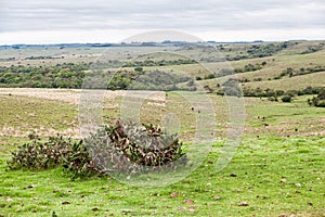 Cactus in Rio Grande do Sul Brazil photo