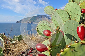 Cactus with ripe fruits on a background of Ayu-Dag mountain ,Crimea