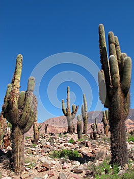 Cactus on the rock