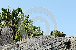 Cactus on the rocks