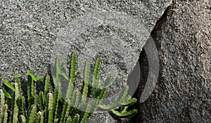Cactus on the rocks