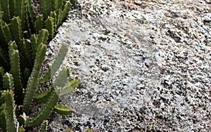 Cactus on the rocks