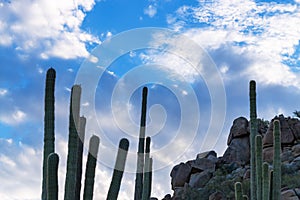 Cactus And Rocks Desert Landscape