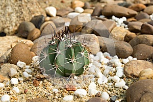 Cactus round spines spread on the sand