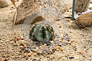 Cactus round spines spread on the sand