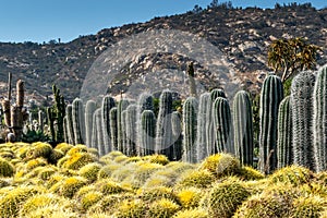 Cactus Rows and Rocky Hills