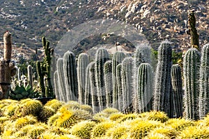 Cactus Rows of Spines