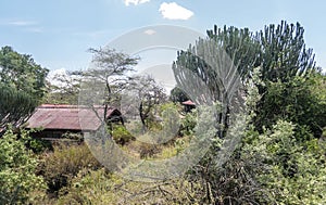 Cactus with rural house