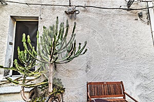 Cactus by a rustic wall in Sardinia