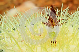 The seeds of the cactus are pollinated. photo