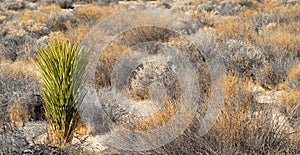 Cactus and sagebrush in Death Valley California