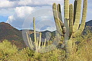 Cactus Saguaro photo