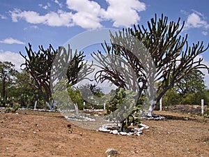 Mexico forest of Cactus saguaro   photo