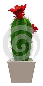 Cactus Saguaro picture. 3d rendering. photo