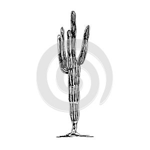 Cactus saguaro plant. Vector vintage hatching black illustration. photo
