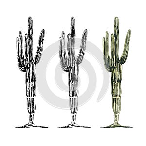 Cactus saguaro plant. Vector vintage hatching color illustration photo