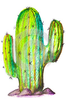 Cactus saguaro on a white background. photo