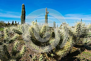 Cactus and Saguaro at Tumamoc Hill, Tucson, Arizona