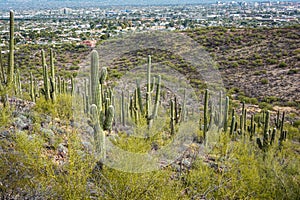 Cactus and Saguaro at Tumamoc Hill, Tucson, Arizona